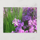 Recherche de grass cartes postales Floral