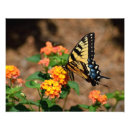 Recherche de machaon de tigre art Nature