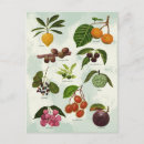 Recherche de fruit exotique cartes postales Fruits