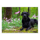 Search for labrador retriever dog postcards Beautiful