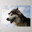 Search for malamute dog posters Canine