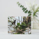 Search for sing horizontal postcards Bird