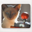 Recherche de siamois tapis souris Chat domestique