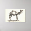 Recherche de chameau toiles Animaux