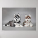Recherche de husky posters Noir