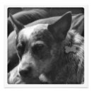 Search for blue heeler art Photography