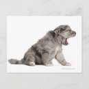 Recherche de pyrenees cartes postales Chien