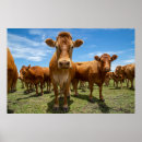 Search for cow painting posters Grass