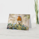 Search for european robin bird postcards Birthday