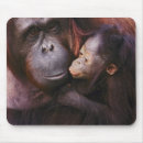 Recherche de orangs outans tapis souris Amour