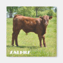 Recherche de boeuf magnets Ferme