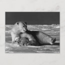 Search for polar bear postcards Usa