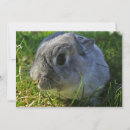 Search for dwarfs photography Rabbit