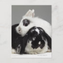 Search for dwarf lop eared rabbit Nature