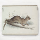 Search for polecat Animal