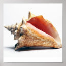 Recherche de spirale posters Mollusque