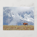 Search for buffalo postcards National park