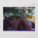 Search for cute reindeer postcards Cat
