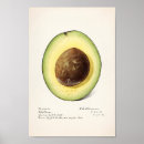 Search for citrus fruit art posters Illustration