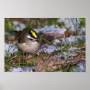 Search for tiny birds posters Cute
