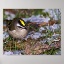 Recherche de roitelet posters Jaune
