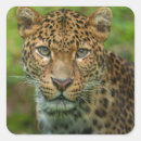 Search for jaguar stickers Predator