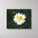 Recherche de fleur de marguerite toiles Floral