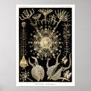 Recherche de biologie marine posters Ernst haeckel