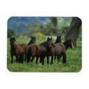 Search for mustangs magnets Equestrian