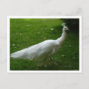 Recherche de paon blanc cartes postales Animal