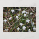 Recherche de percé cartes postales Fleur