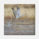 Recherche de grue magnets Bosque del apache