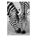 Recherche de copie de zèbre posters Nature