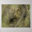 Recherche de regard de loup posters Nature