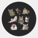 Search for cat stickers Friend