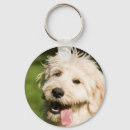Search for goldendoodle keychains Mix breed