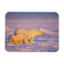 Search for sows cards Wildlife