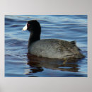 Search for coot Nature photography