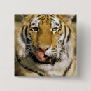 Search for tiger eye buttons North america