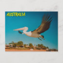 Search for fly horizontal postcards Wildlife