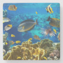 Search for tropical reef coasters Animal