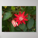 Search for multi region posters Floral