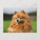 Search for spitz dog postcards Pomeranian