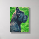 Recherche de cane corso art Mastiff