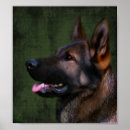 Search for herding dog posters Black