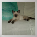 Search for siamese posters Cute