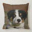Recherche de de border collie coussins 12 semaines