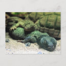 Search for buddy postcards Cute