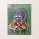 Recherche de raccoon puzzles Animal