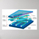 Search for cell wall Biology